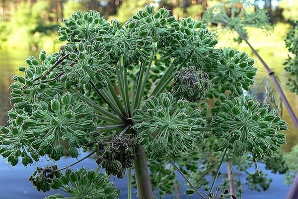 Angélique officinale