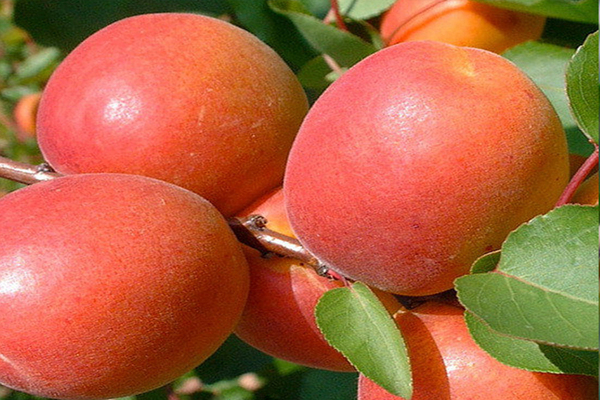 early apricot