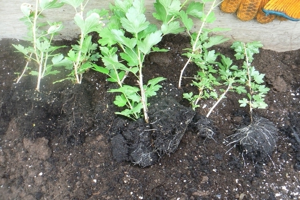 gooseberry transplant