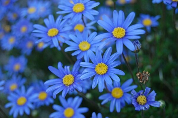 Annuals in winter