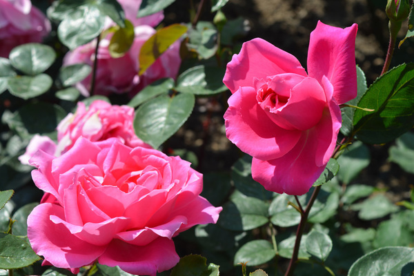 Rose Grandiflora