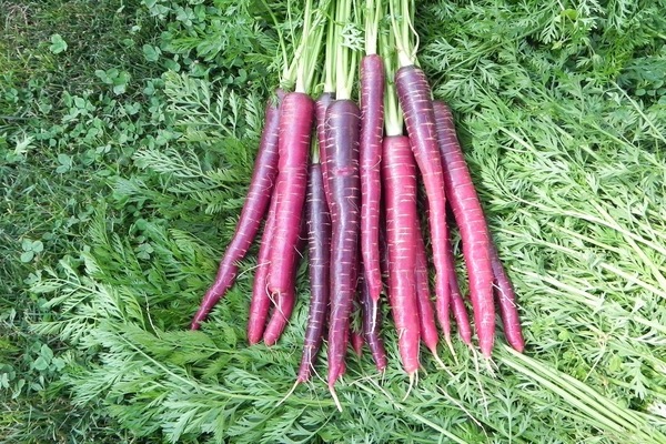 purple carrots