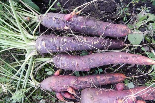 purple carrots