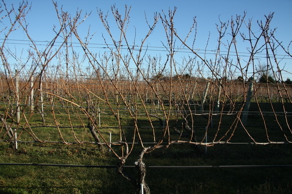 la formation d'un schéma de buisson de vigne