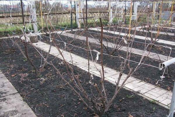 la formation d'un buisson de vigne photo