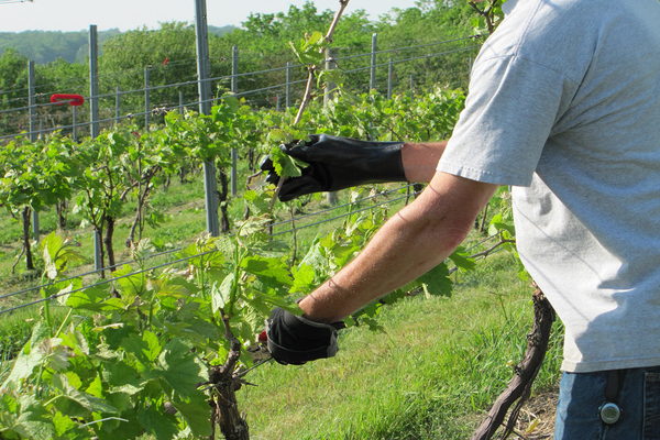 la formation d'un jeune buisson de raisin