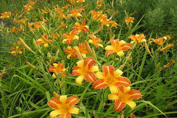 daylilies varieties