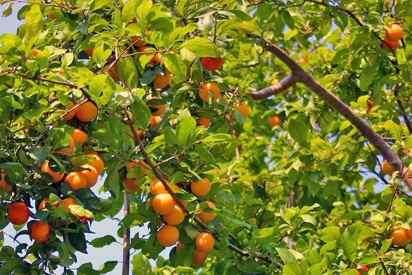 apricot varieties new jersey