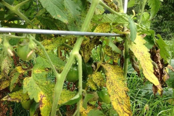 fusarium tomato