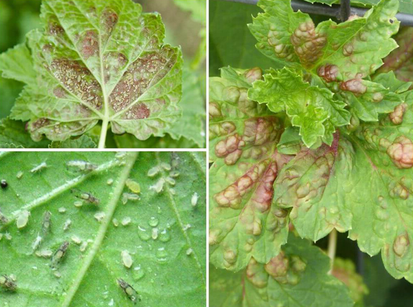 gall aphid