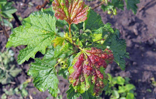 gall aphid