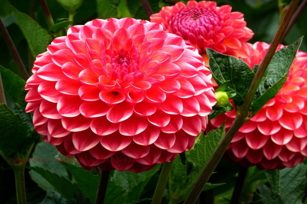 dahlias en croissance