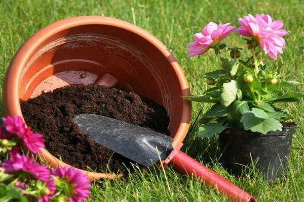 dahlias en croissance