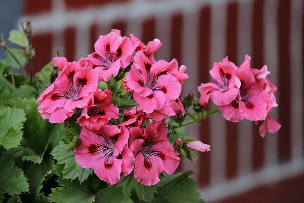 geranium