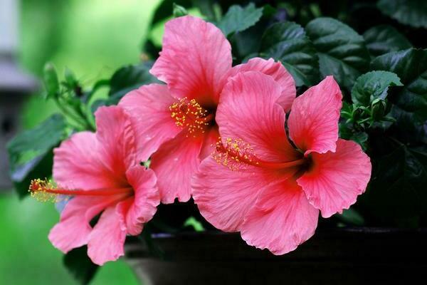 hibiskus