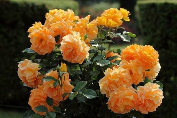 Orange roses