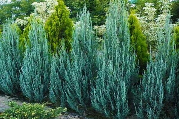 Blauer Thuja