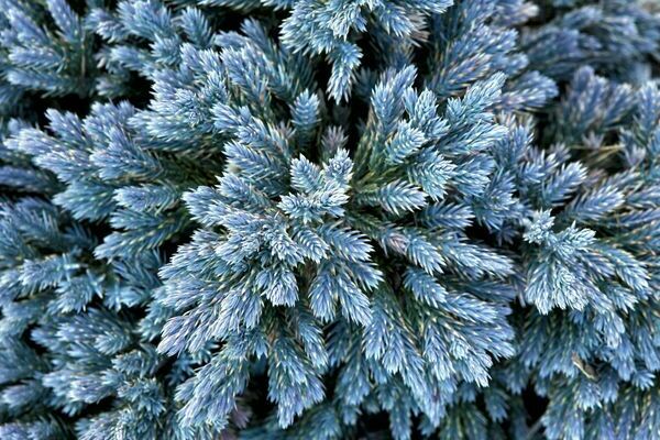 Blue thuja