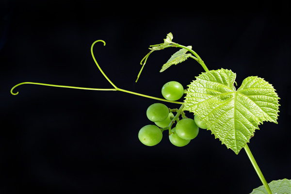 mustache grapes