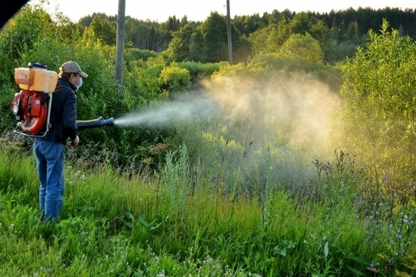 Herbicide Ground laban sa mga damo: paggamot