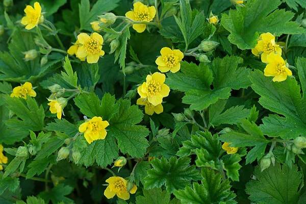 Waldsteinia gravila-blättrig