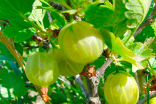 iba't ibang gooseberry grossular