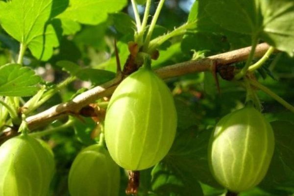 gooseberry grossular variety description