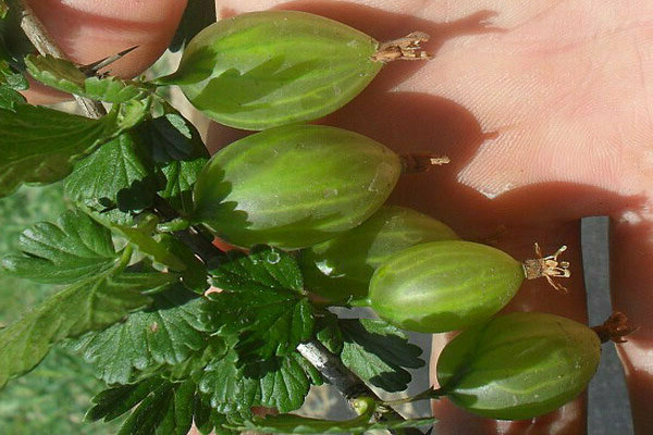 gooseberry grossular description