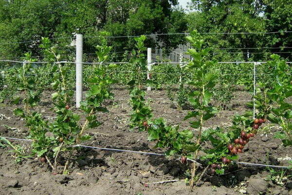 Stachelbeere Grossular Beschreibung