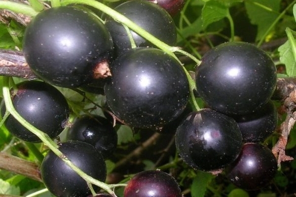 schwarze Johannisbeere