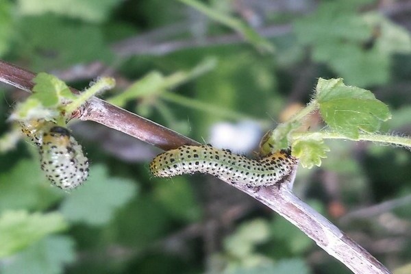 Chenilles de groseille