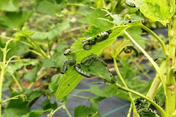 Chenilles de groseille