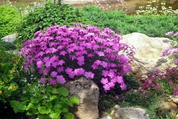 Alpine carnation