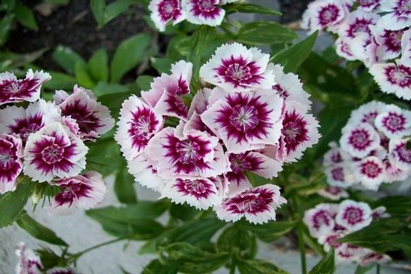 alpine carnation care