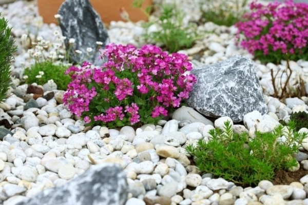 alpine carnation care