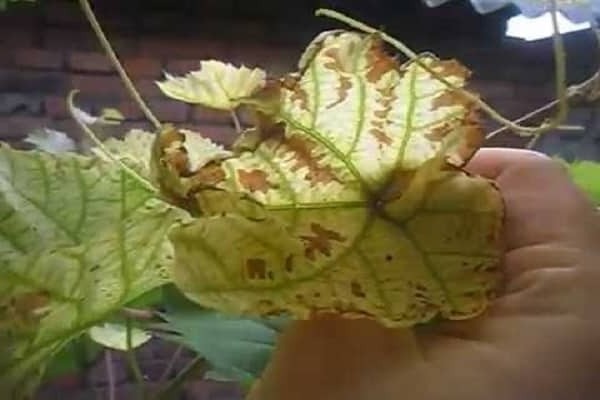 chlorosis of grapes