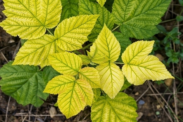 plant chlorosis treatment