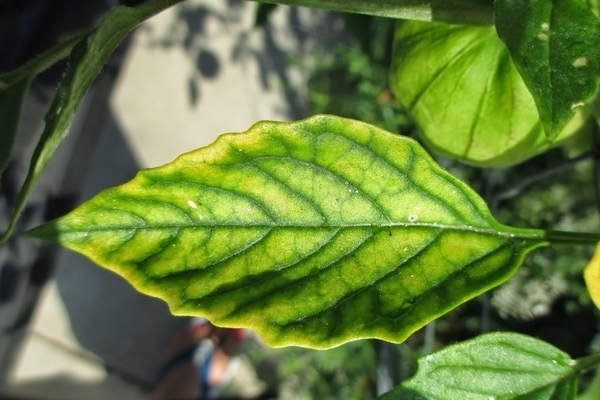 plant chlorosis causes