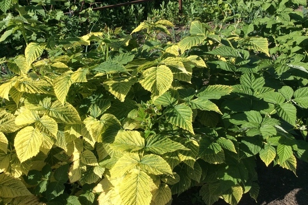 plant chlorosis photos