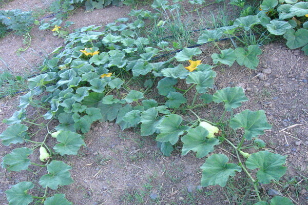 kalabasa butternut