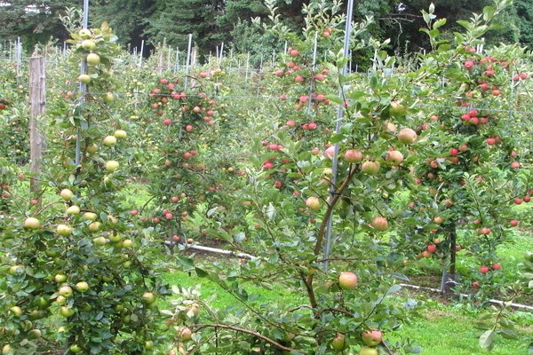 apple melba