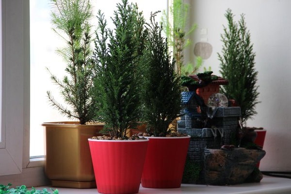 How to grow a Christmas tree