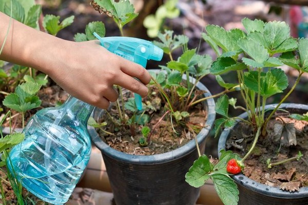 Dünger für Erdbeeren