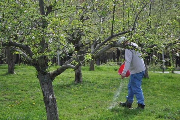 Düngung von Obstbäumen