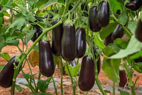 Growing eggplant