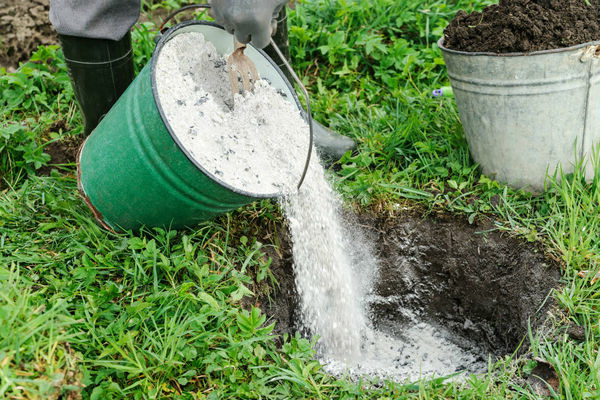 fertilizing cucumbers