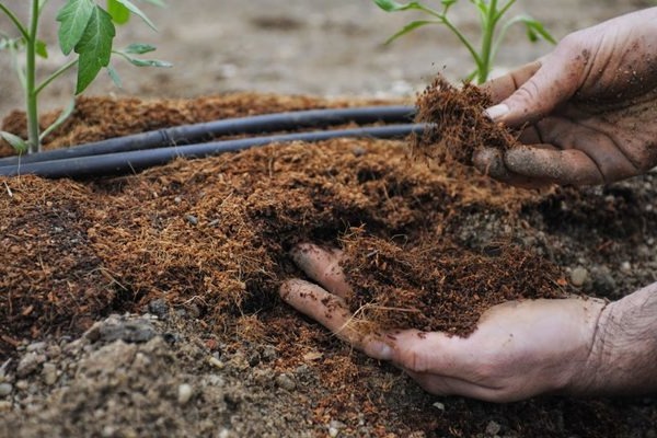 What fertilizers to apply to tomatoes