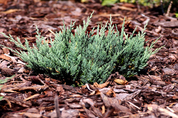 How to grow a juniper