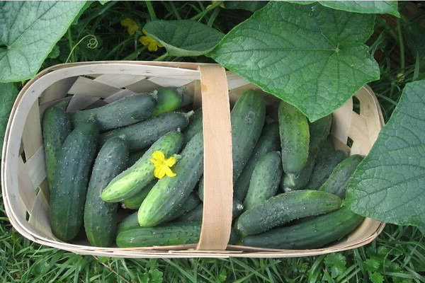 fertilizing cucumbers