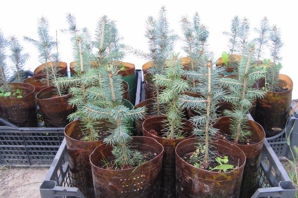 How to grow a Christmas tree